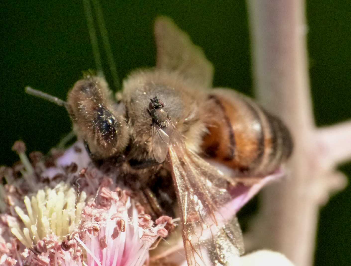 Moschine opportuniste - Milichiidae, Desmometopa sp.